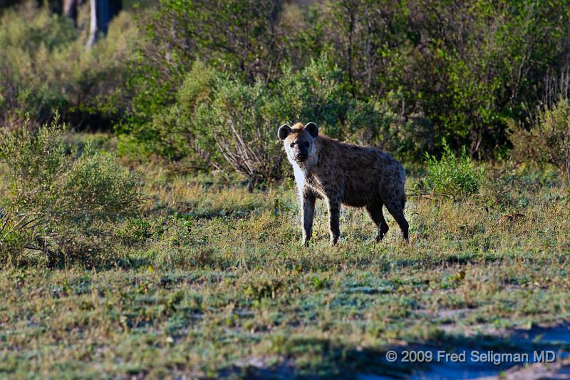 20090616_084312 D300 (1) X1.jpg - Always on the lookout for food/kill